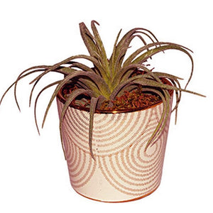 Bloempot met een zacht roze kleur en een gouden cirkelpatroon. inde pot zit een tillandsia en is afgewerkt met mos