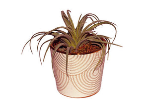 Bloempot met een zacht roze kleur en een gouden cirkelpatroon. inde pot zit een tillandsia en is afgewerkt met mos