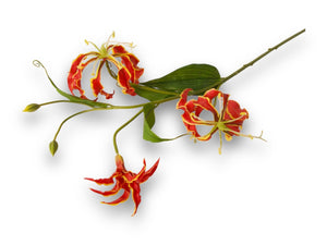 Losse tak van de gloriosa in de kleur rood afgewerkt met geel _winQ