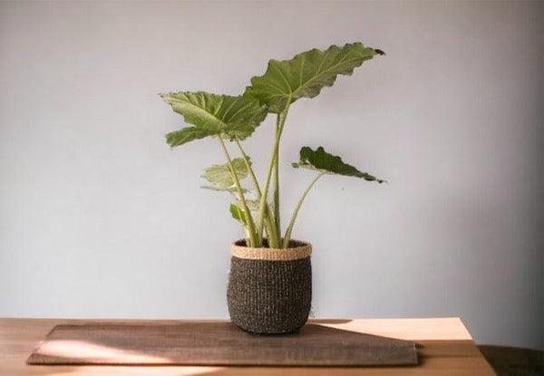 Mand Abaca Zwart Groot - WinQ!