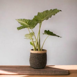 Mand abaca  zwart  hoog 28cm diameter 26cm met een grote plant voor een witte muur