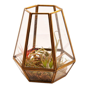 Terrarium glas, messing 18 cm hoog met 3 stuks tillandsia