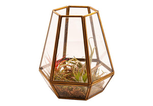 Terrarium glas, messing 18 cm hoog met 3 stuks tillandsia