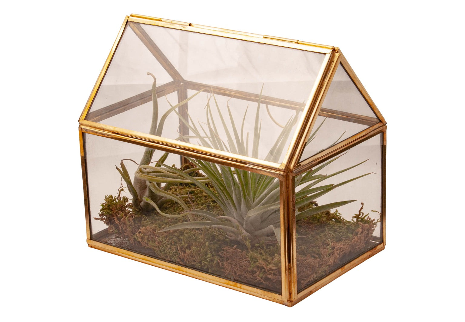 glas terrarium met 2 tillandsia plantjes en afgewerkt met plaatmos. Terrarium is van glas en opgebouwd met goudkleurig metaal