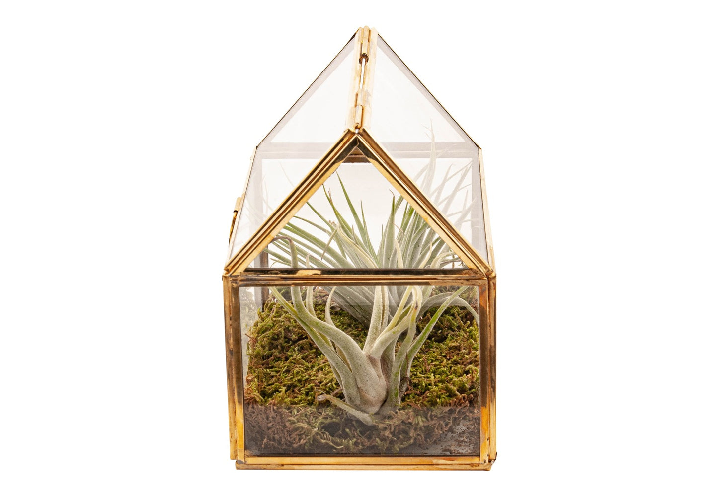 Glas terrarium met 2 tillandsia plantjes en plaatmos. Kasje is afgewerkt met goudkleurige lijsten