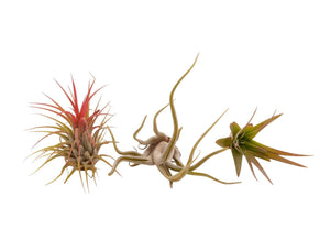 voorbeelden van tillandsia plantjes