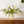 kunstbloemen boeket met witte tulpen met groen blad en takken met zwarte bessen op een glasvaas op een bruine houten tafel - WinQ